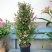 1加仑塔状木槿花一箱12盆花苞非常多实物实拍图基地直发的