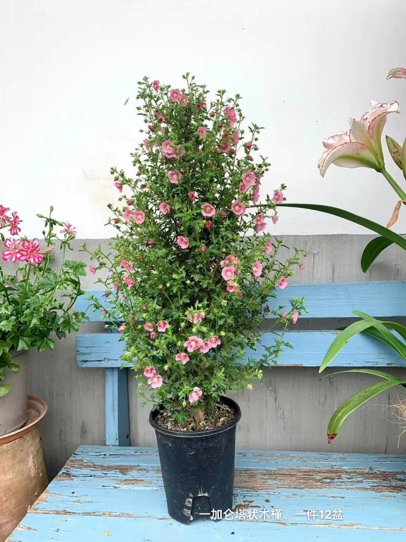 1加仑塔状木槿花一箱12盆花苞非常多实物实拍图基地直发的