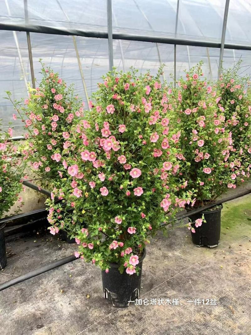 1加仑塔状木槿花一箱12盆花苞非常多实物实拍图基地直发的