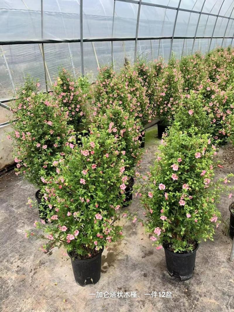 1加仑塔状木槿花一箱12盆花苞非常多实物实拍图基地直发的