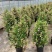 1加仑塔状木槿花一箱12盆花苞非常多实物实拍图基地直发的