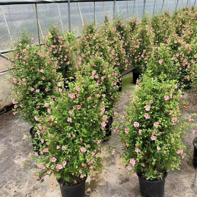 1加仑塔状木槿花一箱12盆花苞非常多实物实拍图基地直发的