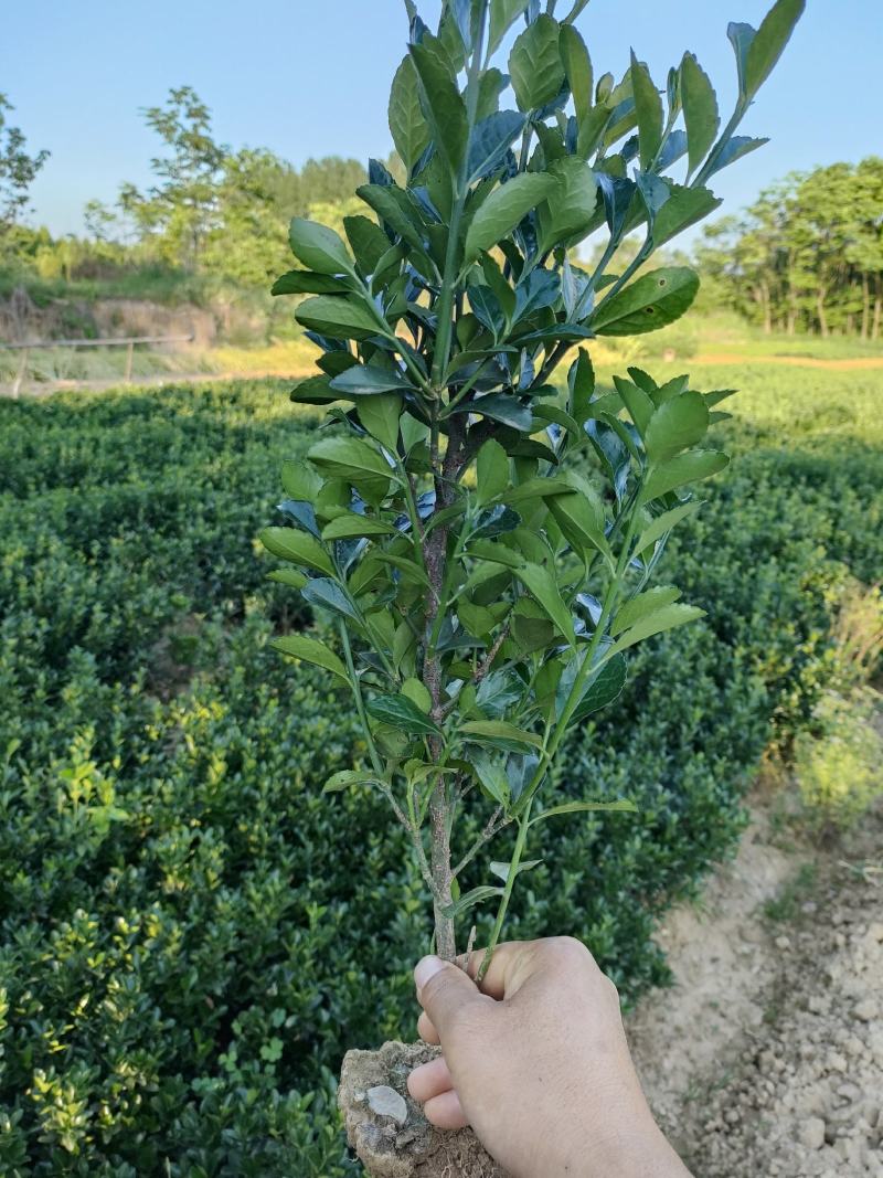 大叶黄杨工程苗，大叶黄杨，黄杨，冬青，绿化苗