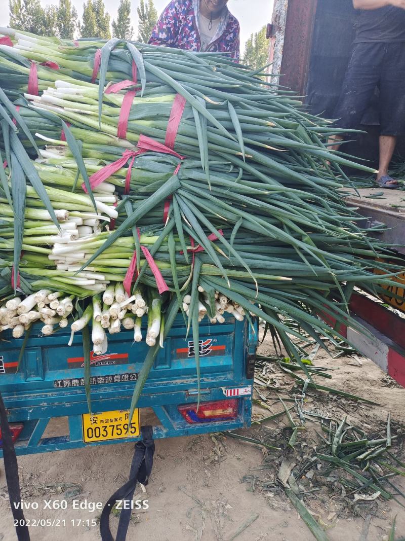 脱水葱，货源充足，常年供货