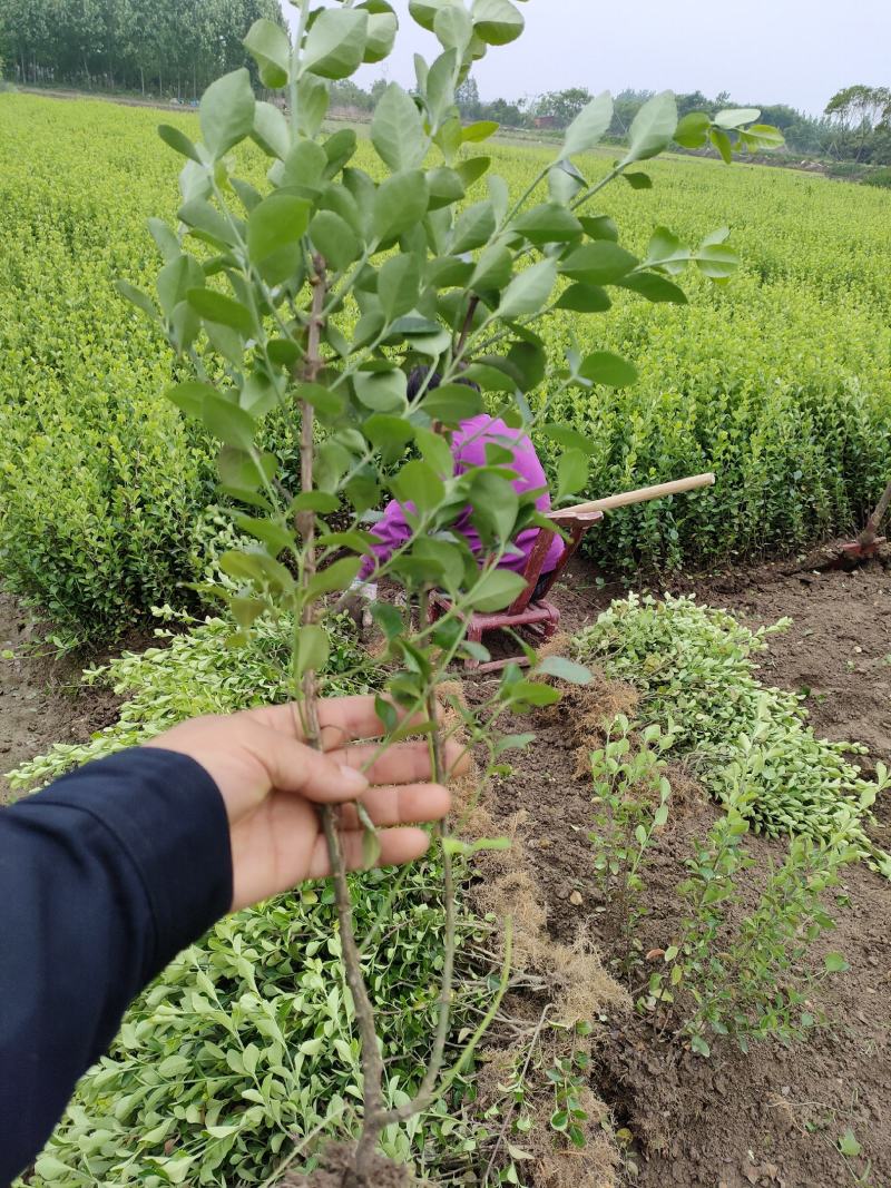 卫矛工程苗，冬青，黄杨，卫矛，园林绿化苗