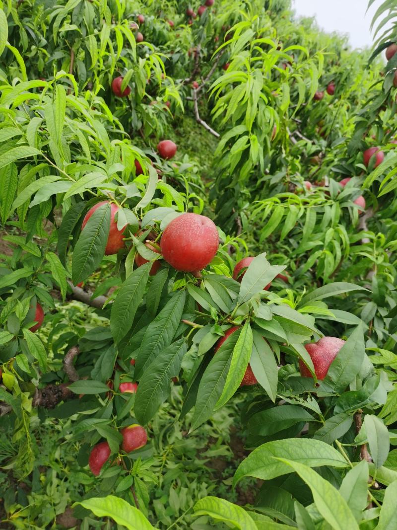 山东陆地中油四号油桃，大量上市，量大从优，诚信经营