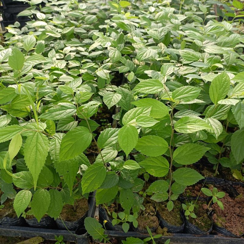 朴树种苗庭园园林绿化树防风护堤可做盆景