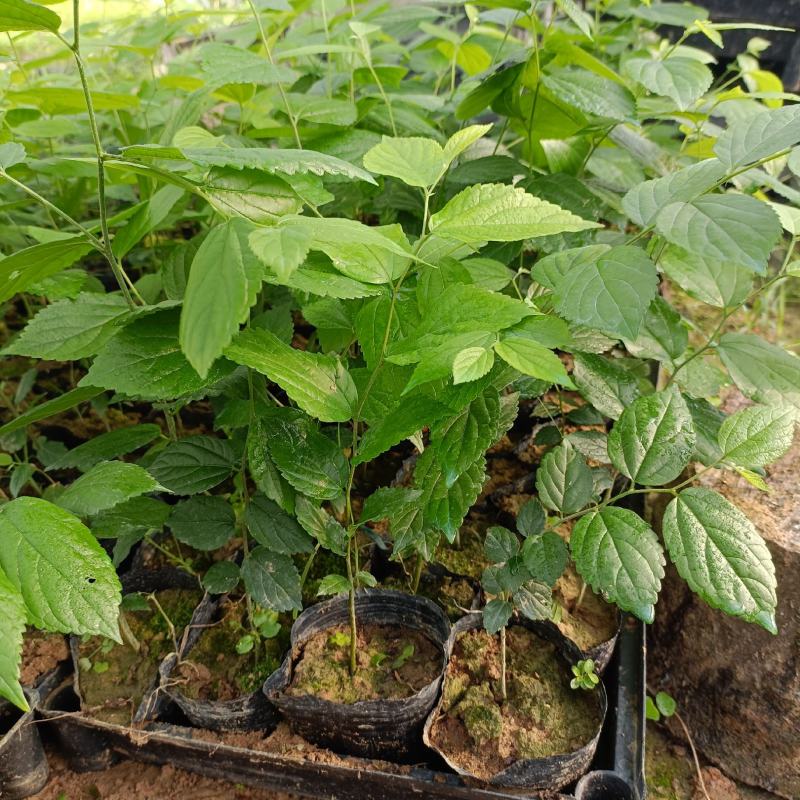 朴树种苗庭园园林绿化树防风护堤可做盆景