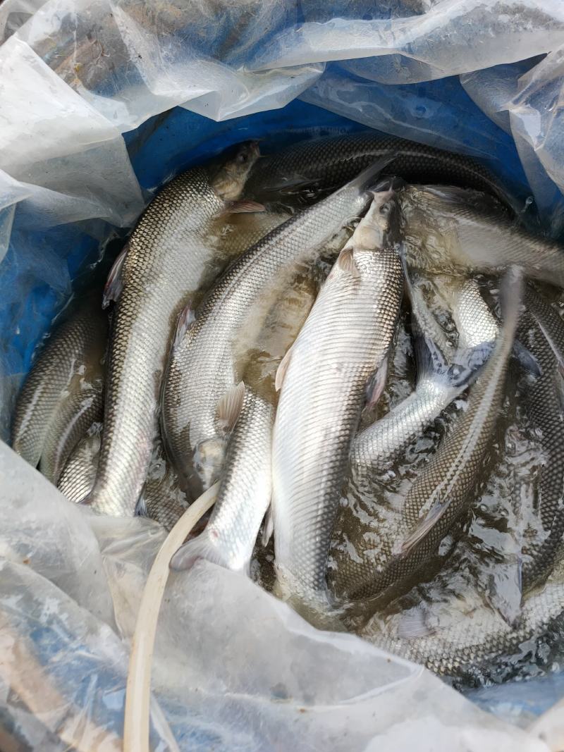 淡水银鳕鱼基地直发品质保证可送货上门欢迎来电