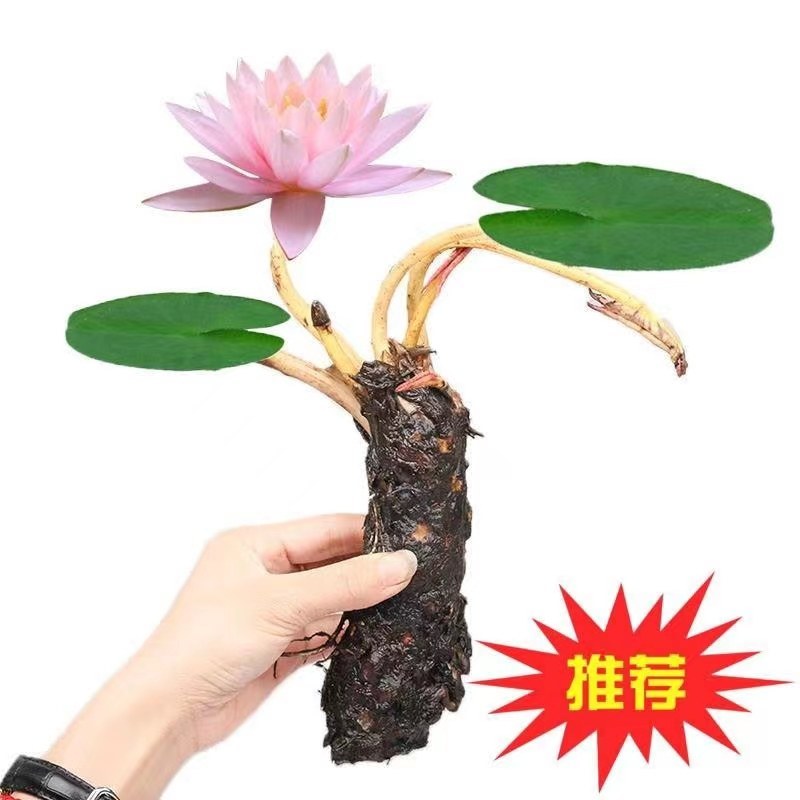 睡莲包邮！10颗起批！可视频看货选货一亩田线上交易下单