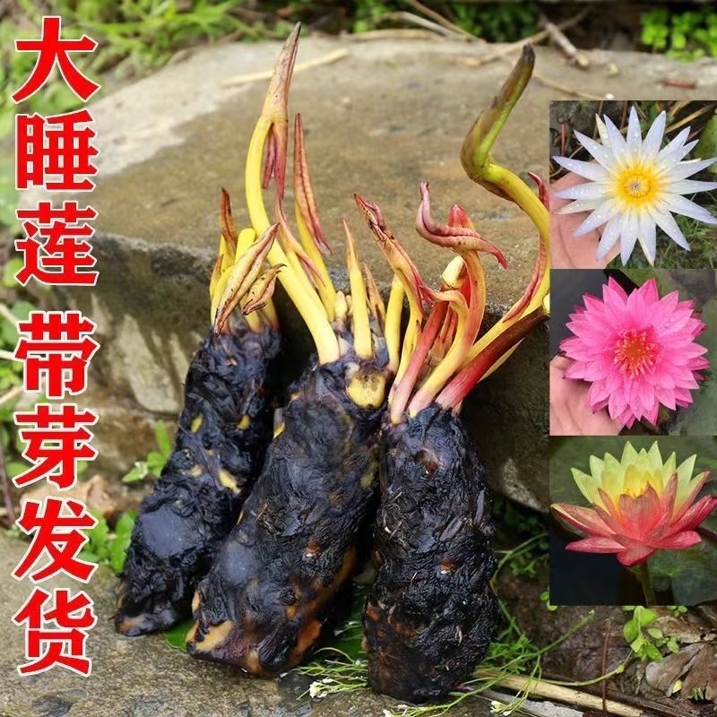 睡莲包邮！10颗起批！可视频看货选货一亩田线上交易下单