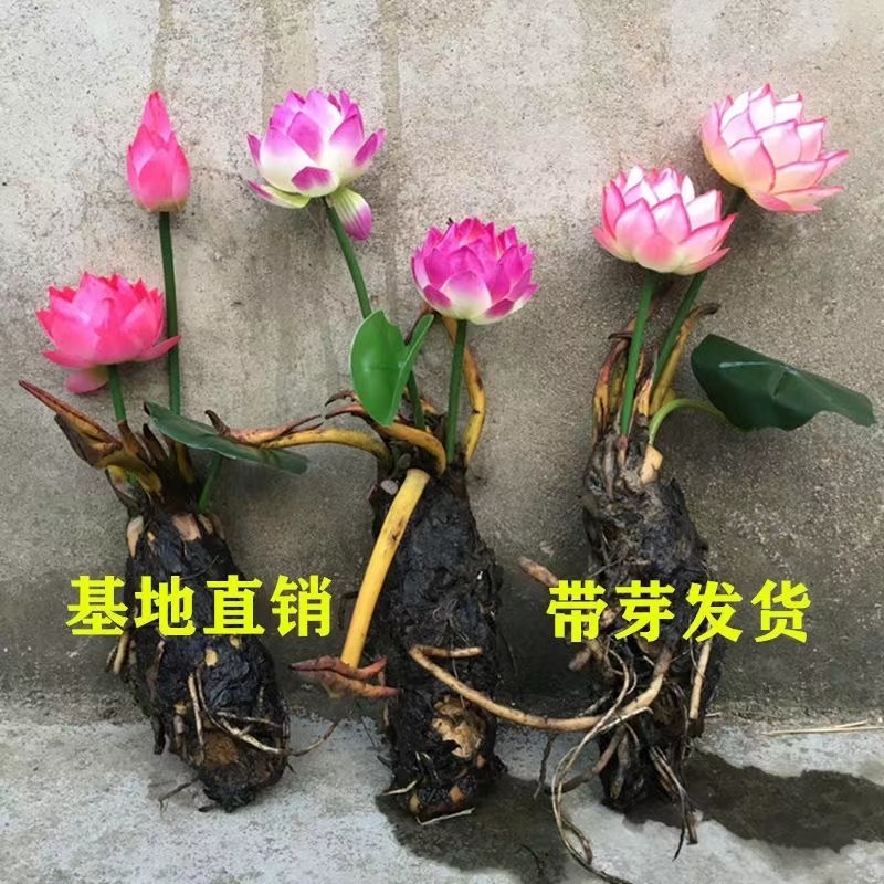 睡莲包邮！10颗起批！可视频看货选货一亩田线上交易下单