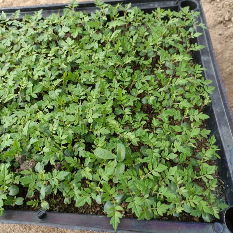 蓝花楹蓝雾树庭院园林绿化观花树种净化空气美观