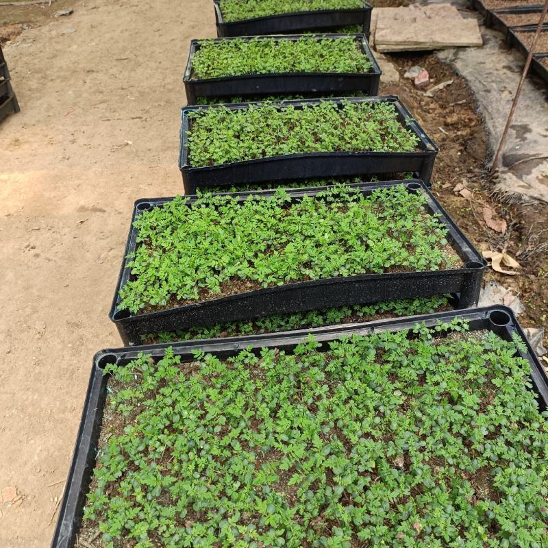 蓝花楹蓝雾树庭院园林绿化观花树种净化空气美观