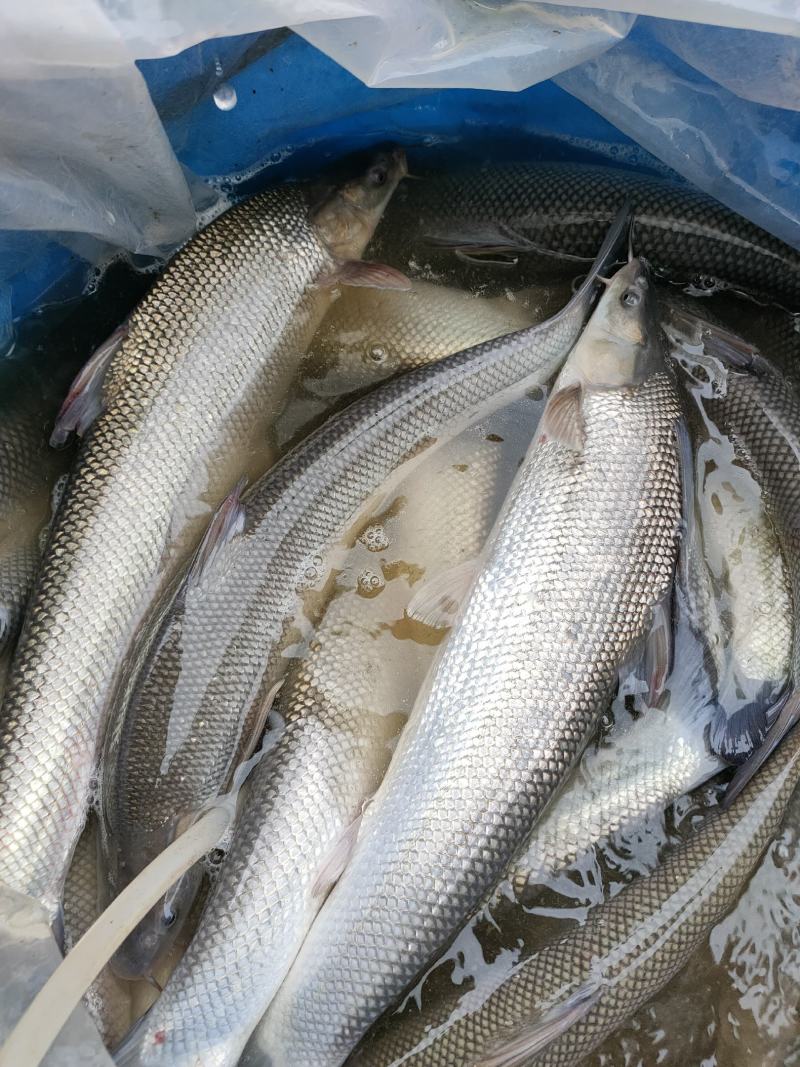 淡水银鳕鱼基地直发品质保证可送货上门欢迎来电