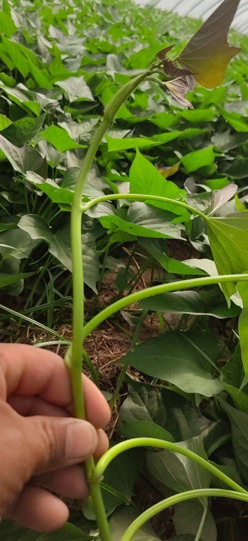 大量出售优质红薯苗-西瓜红红薯苗烟薯25，品质保证，来电