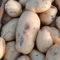 临沂荷兰十五土豆，产地直供，品质保证，全国可发货