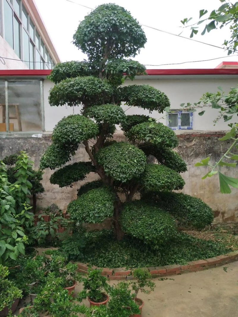 榔榆造型自己苗圃货源无中介价格便宜