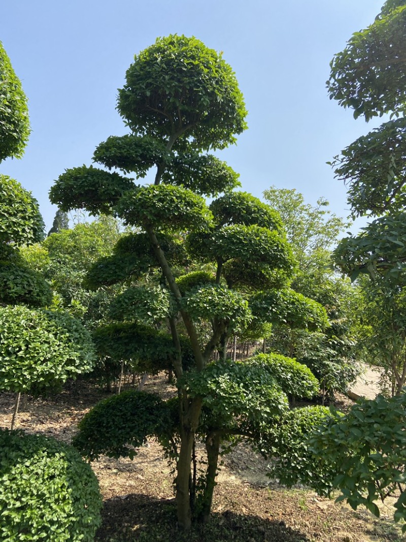 榔榆造型自己苗圃货源无中介价格便宜