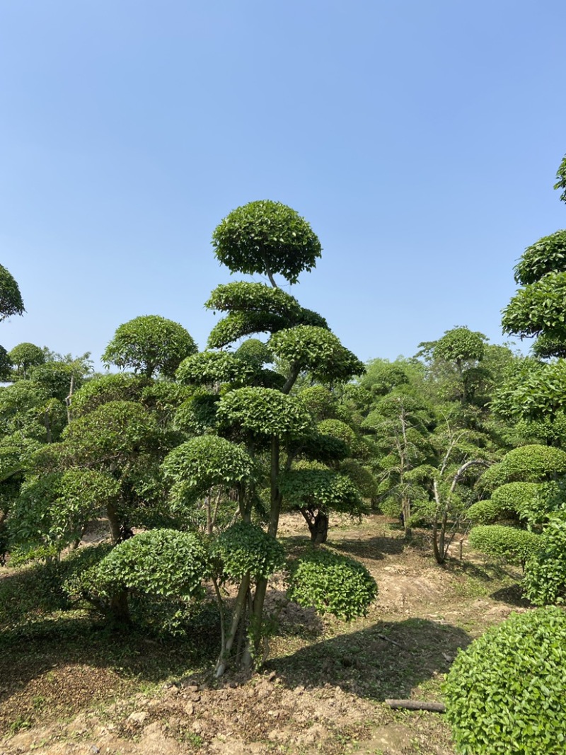 榔榆造型自己苗圃货源无中介价格便宜