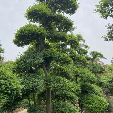 榔榆造型自己苗圃货源无中介价格便宜