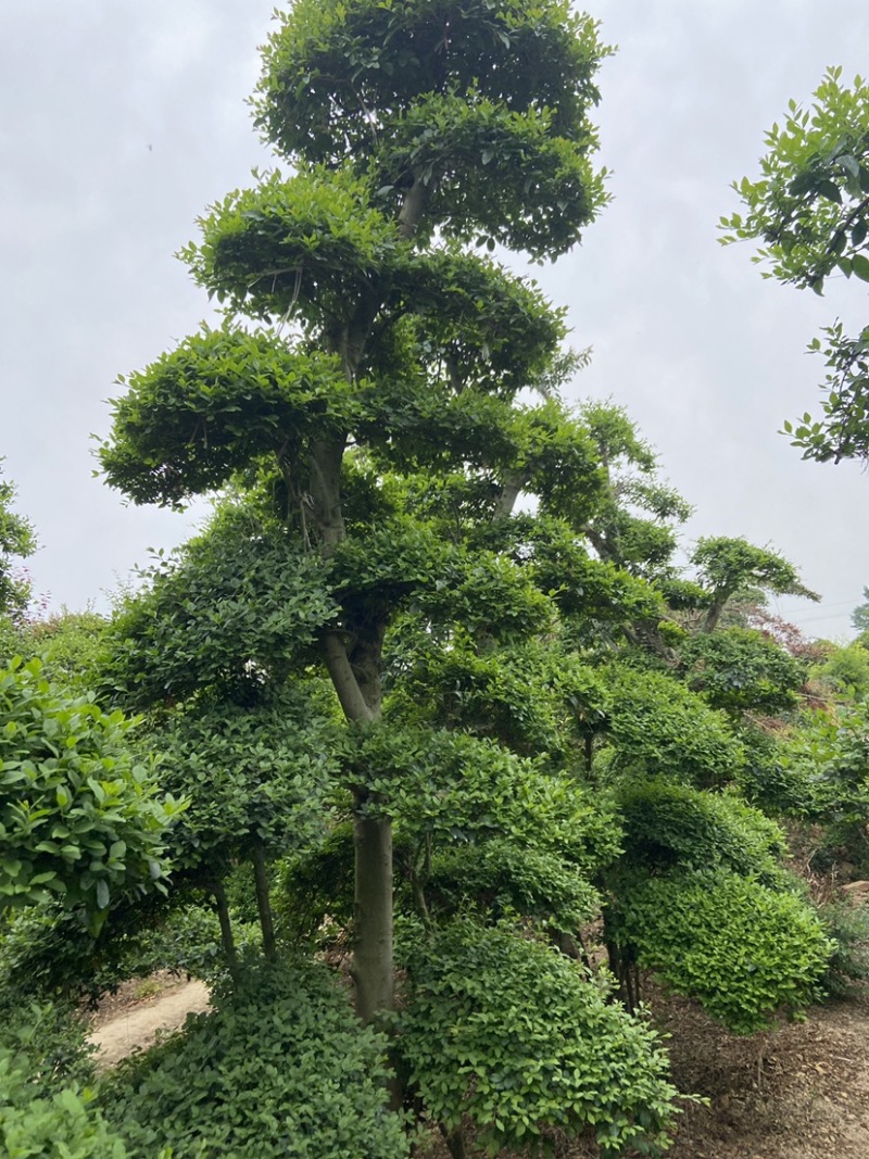 榔榆造型自己苗圃货源无中介价格便宜