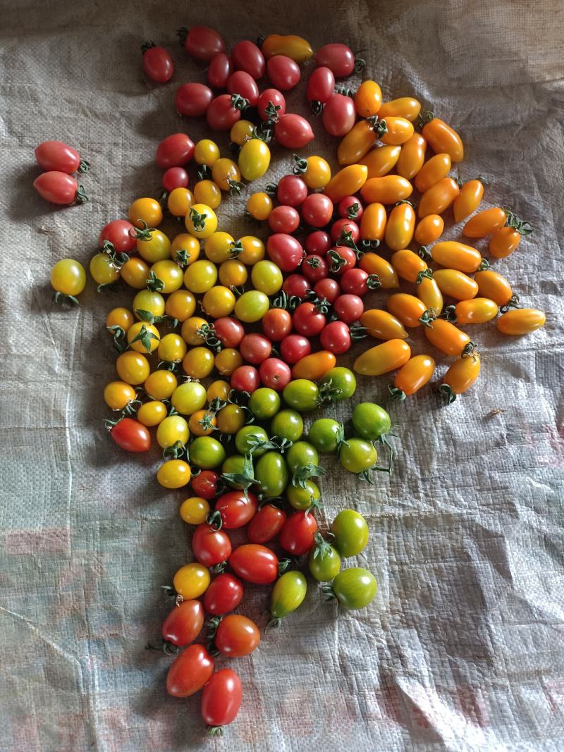 千禧樱桃小番茄品种都有货各品种齐全