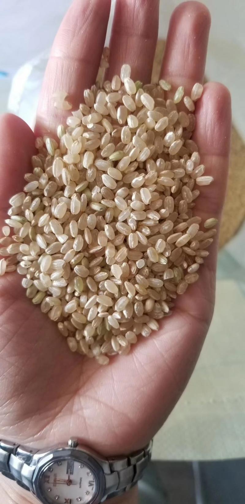 糙米熬粥五谷粗粮新糙米现货供应袋装46斤