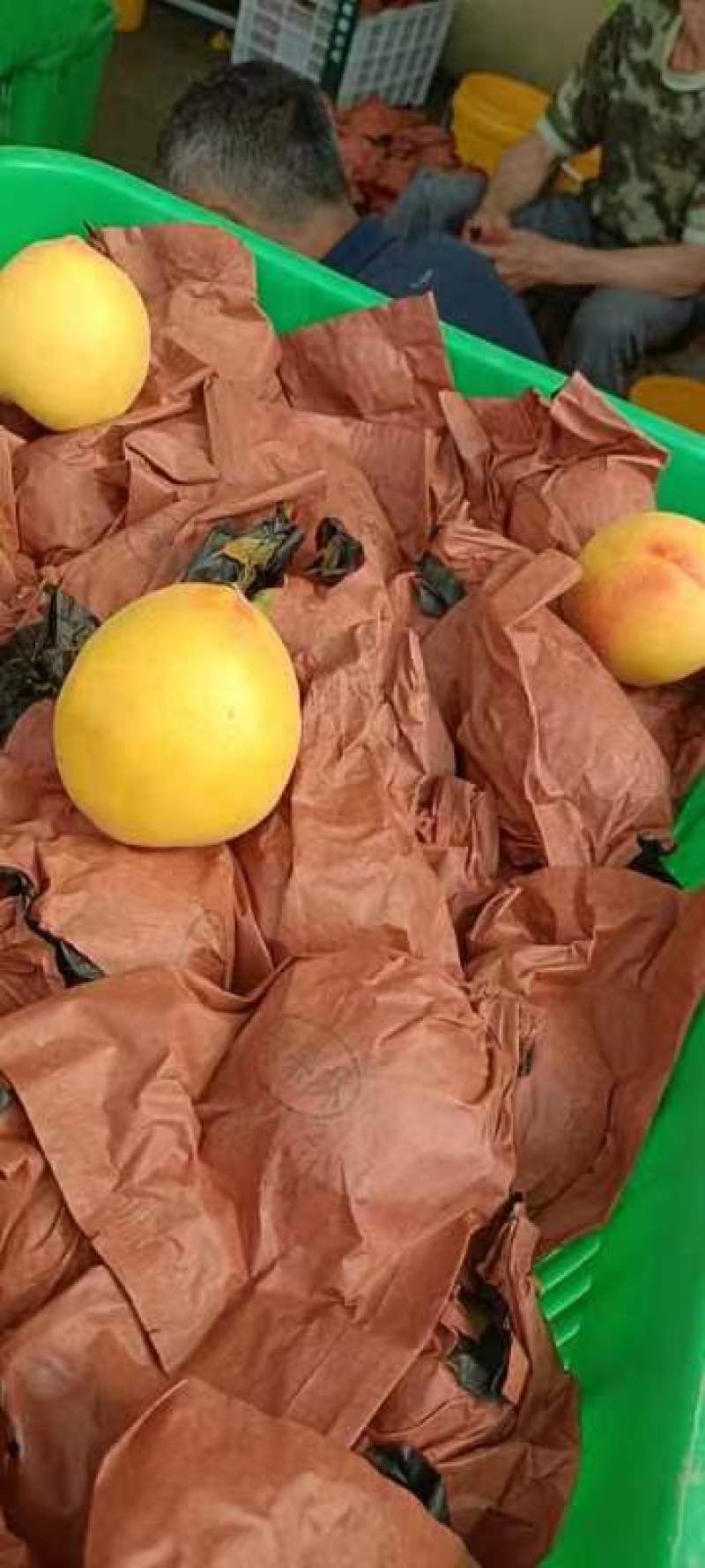 金阳黄金桃