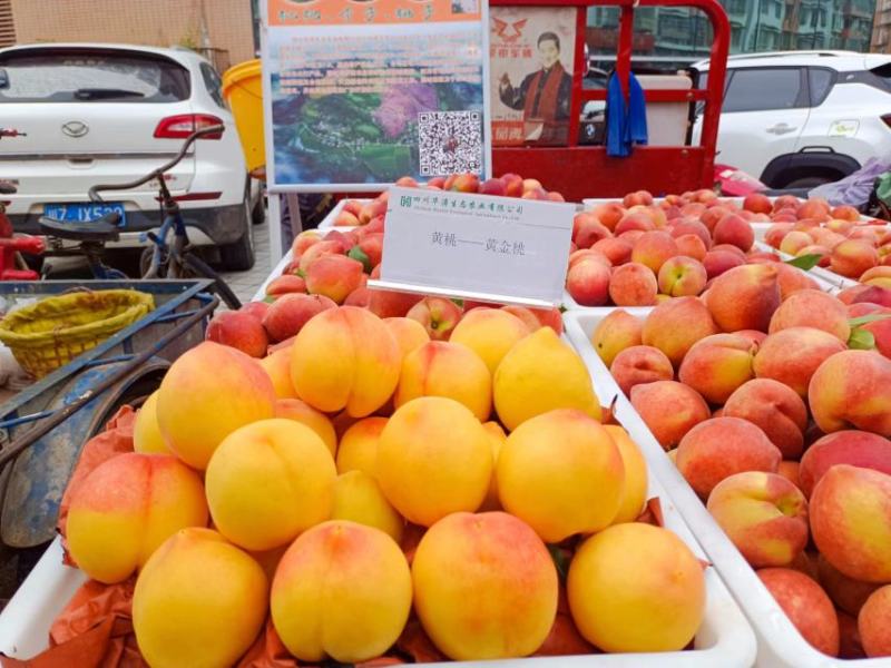 金阳黄金桃