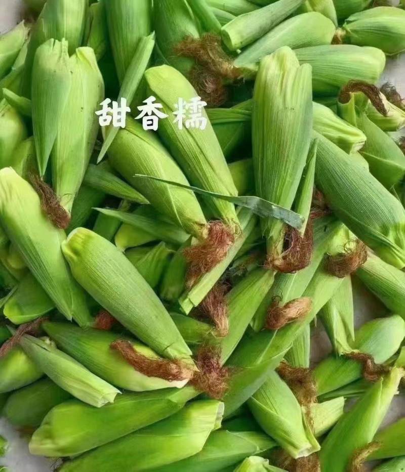 安龙精品万糯玉米，产地直供，万亩玉米基地7两以上