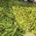 水果玉米9两到1斤满尖颜色绿口感好甜糯