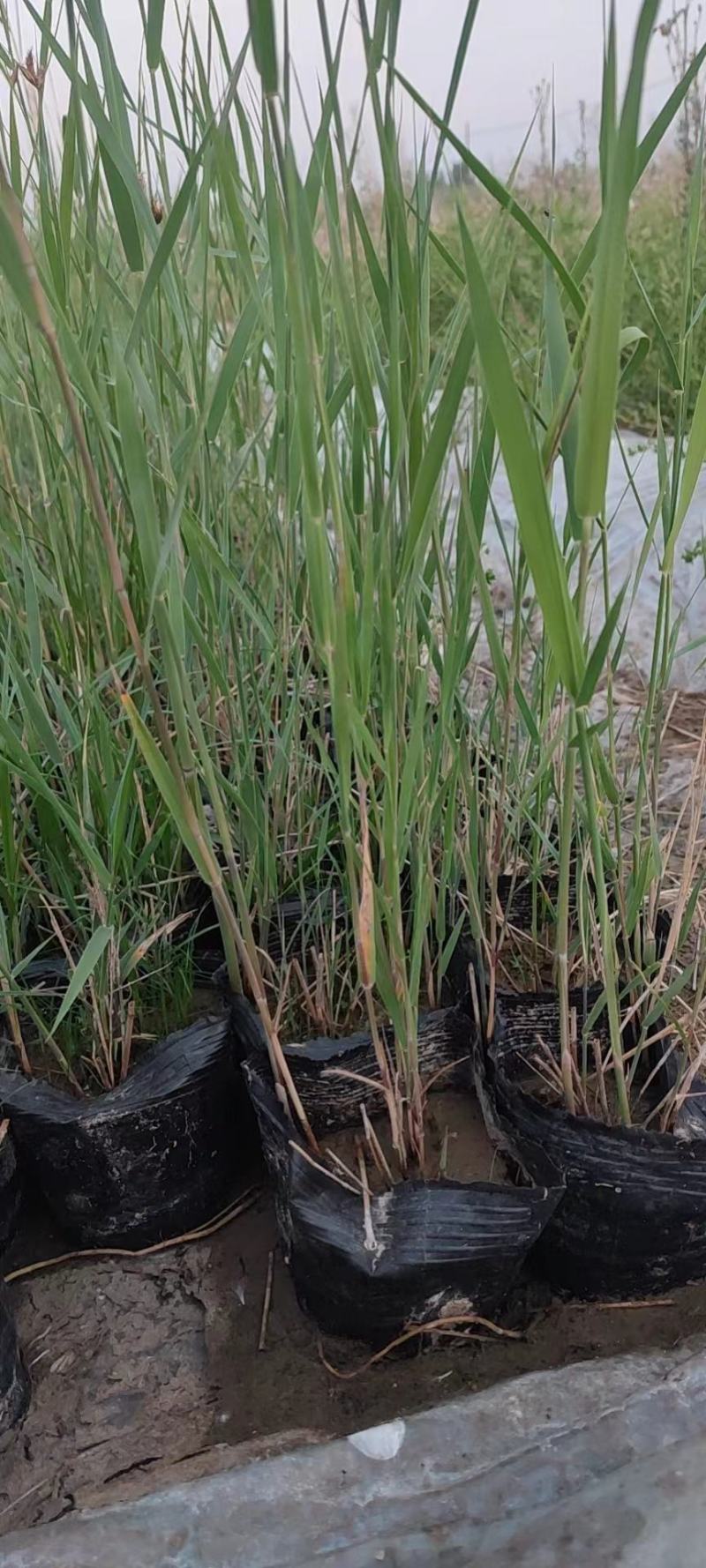 瑞毅水生植物基地产地直供一手货源芦苇苗当年见效包成活