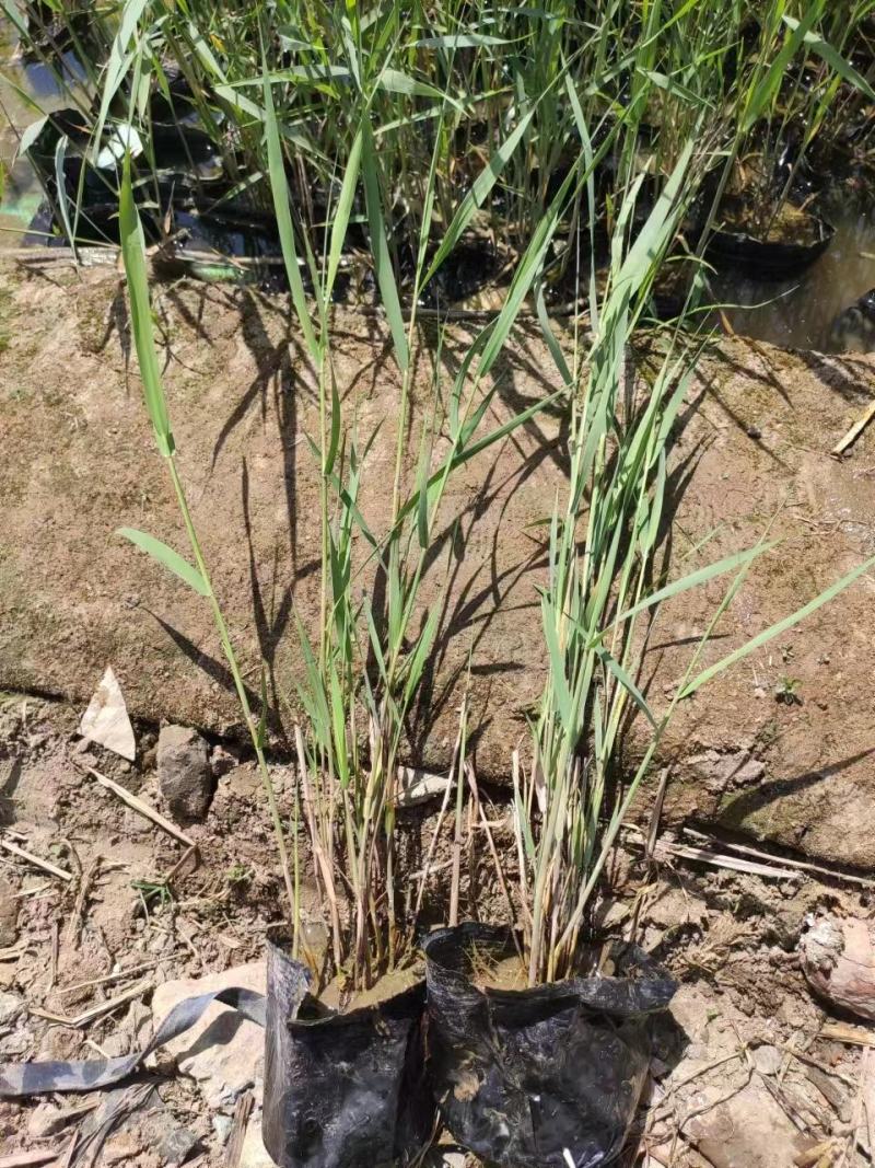 瑞毅水生植物基地产地直供一手货源芦苇苗当年见效包成活