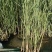 瑞毅水生植物基地产地直供一手货源芦苇苗当年见效包成活