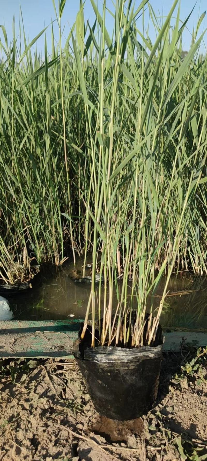 瑞毅水生植物基地产地直供一手货源芦苇苗当年见效包成活