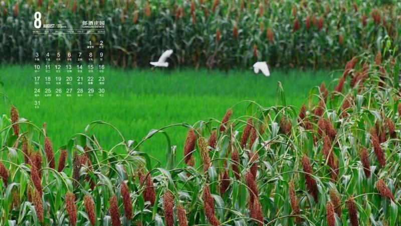 郎酒专用酿酒高粱品种郎糯红19号，高粱种子