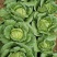 高山大白菜