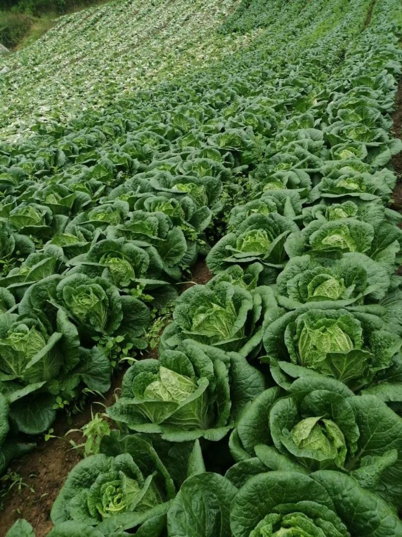 高山大白菜