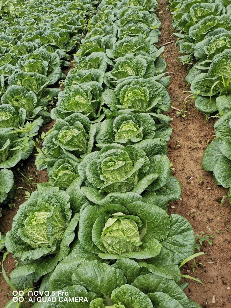 高山大白菜