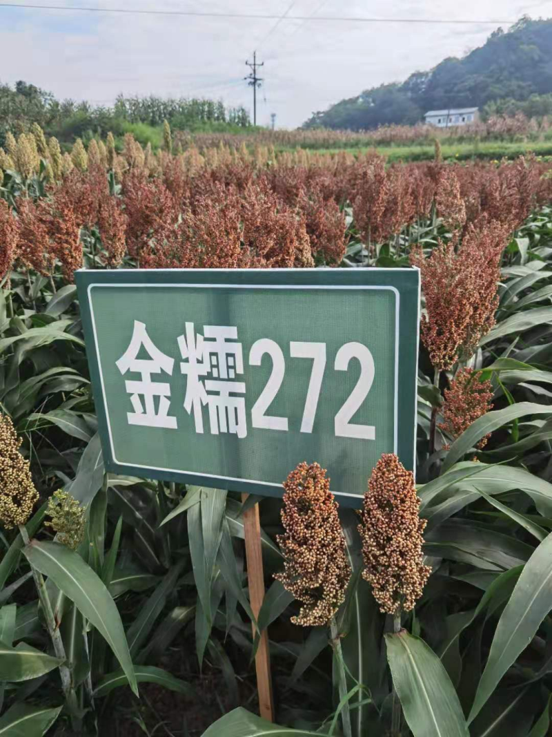 早熟、抗鸟、小粒、矮秆宜机收优质酿酒糯高粱种子金糯272