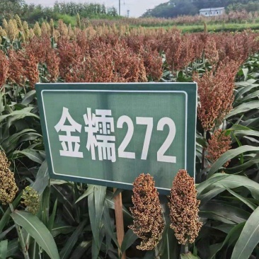 早熟、抗鸟、小粒、矮秆宜机收优质酿酒糯高粱种子金糯272