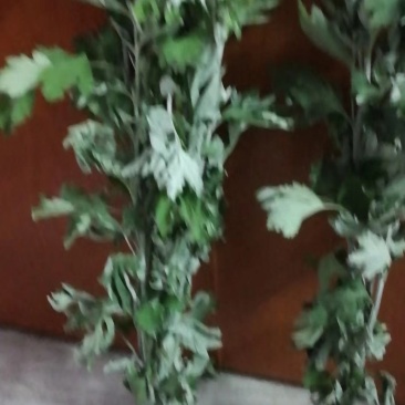 端午新鲜艾草预订中