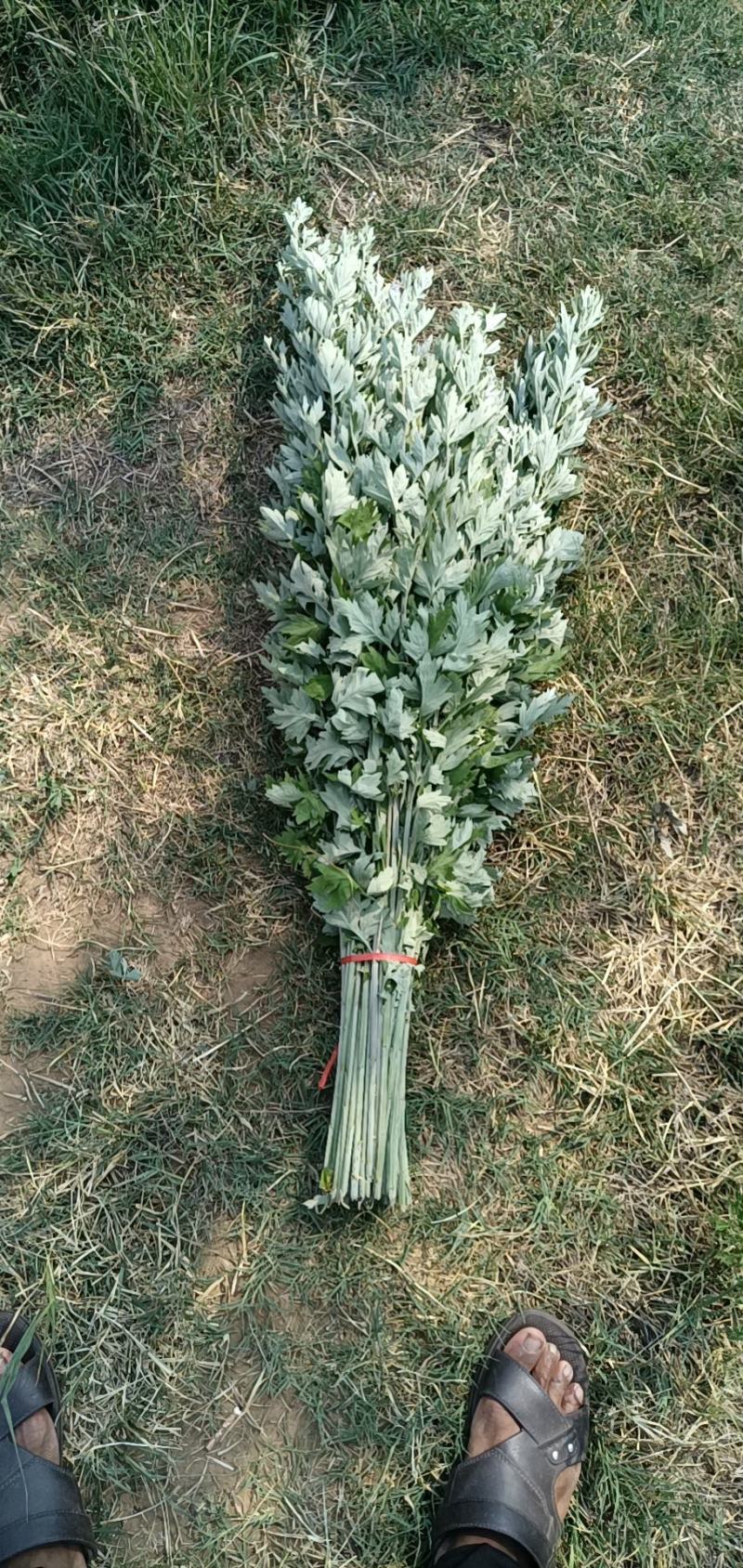 端午新鲜艾草预订中