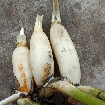 塞珍珠