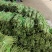 建瓯市豆角产地一手货源诚信合作欢迎来电咨询