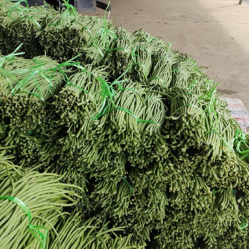 建瓯市豆角产地一手货源诚信合作欢迎来电咨询