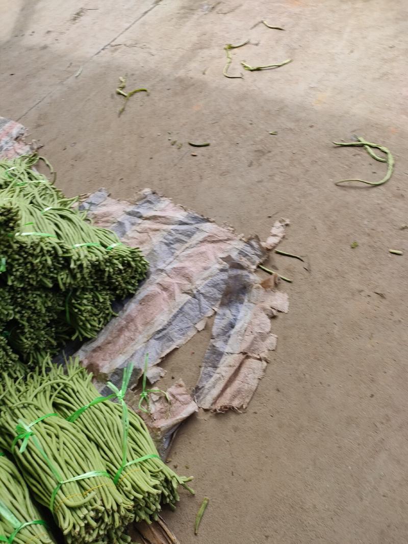 建瓯市豆角产地一手货源诚信合作欢迎来电咨询