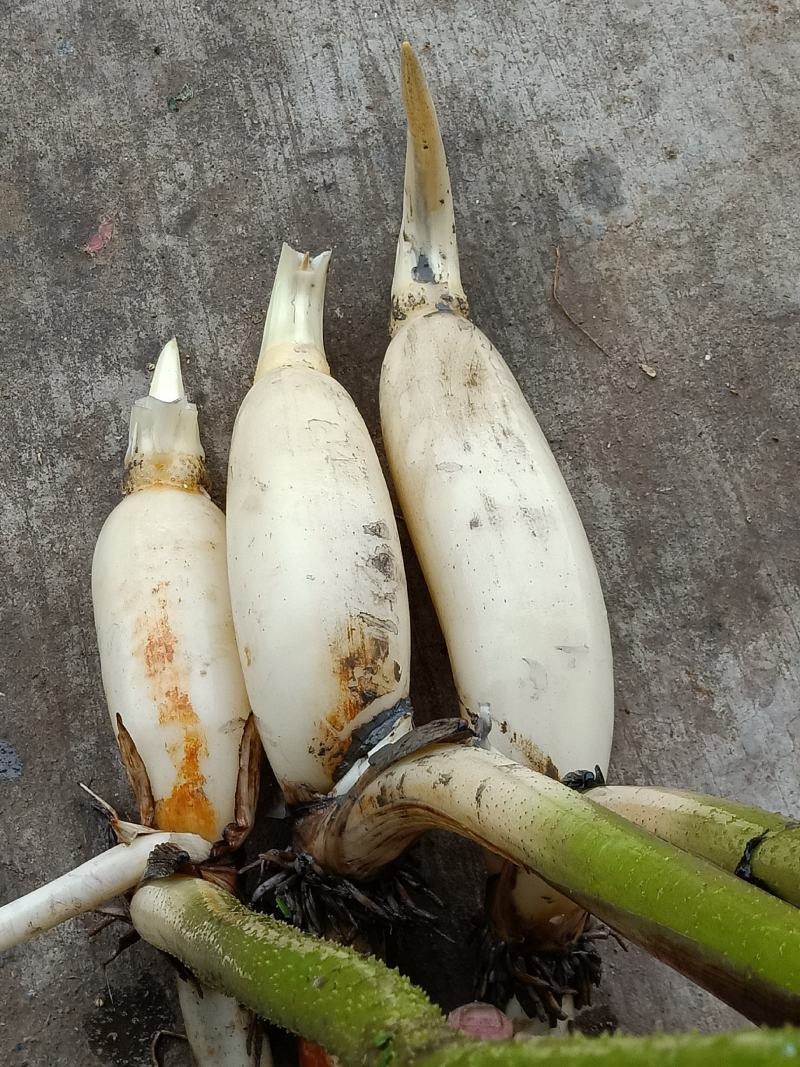 塞珍珠