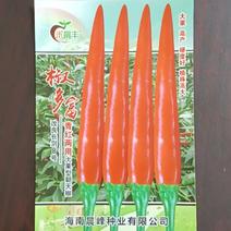单生大果青红两用朝天椒长势强硬度好品种保证厂家发货